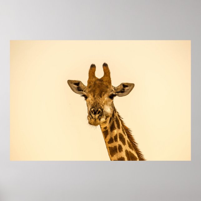 SELECTIVE FOCUS PHOTOGRAPHY OF GIRAFFE POSTER (Front)