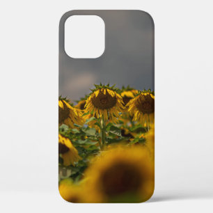 SELECTIVE FOCUS PHOTOGRAPHY OF YELLOW SUNFLOWERS D iPhone 12 CASE