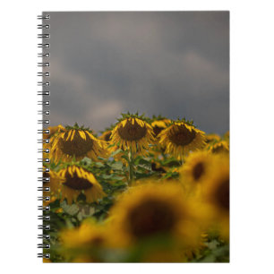 SELECTIVE FOCUS PHOTOGRAPHY OF YELLOW SUNFLOWERS D NOTEBOOK