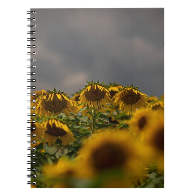 SELECTIVE FOCUS PHOTOGRAPHY OF YELLOW SUNFLOWERS D NOTEBOOK (Front)