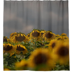 SELECTIVE FOCUS PHOTOGRAPHY OF YELLOW SUNFLOWERS D SHOWER CURTAIN