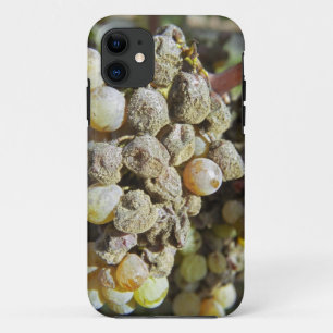 Semillon grapes with noble rot. at harvest time iPhone 11 case
