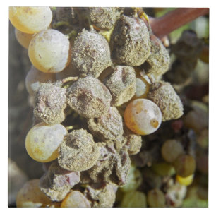 Semillon grapes with noble rot. at harvest time ceramic tile