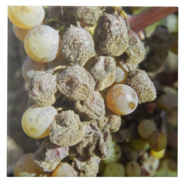 Semillon grapes with noble rot. at harvest time ceramic tile (Front)
