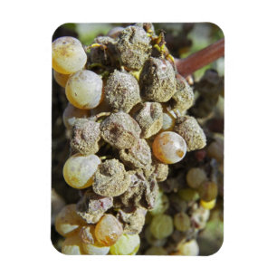 Semillon grapes with noble rot. at harvest time magnet