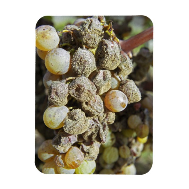 Semillon grapes with noble rot. at harvest time magnet (Vertical)