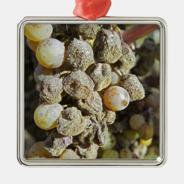 Semillon grapes with noble rot. at harvest time metal ornament (Front)