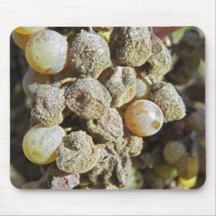 Semillon grapes with noble rot. at harvest time mouse pad