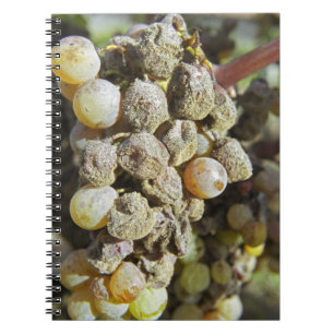 Semillon grapes with noble rot. at harvest time notebook