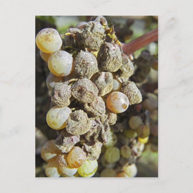 Semillon grapes with noble rot. at harvest time postcard (Front)