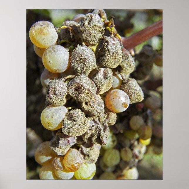 Semillon grapes with noble rot. at harvest time poster (Front)