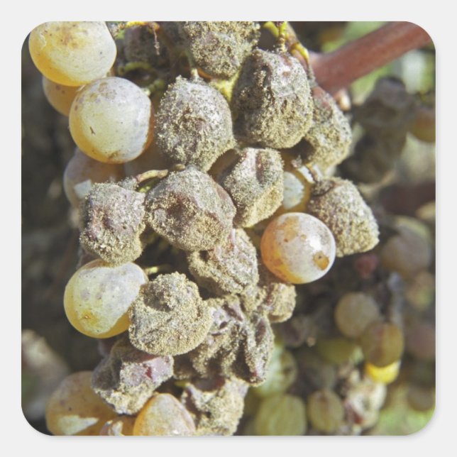 Semillon grapes with noble rot. at harvest time square sticker (Front)