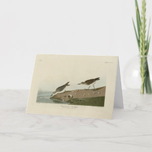 Semipalmated Sandpiper, Audubon's Birds of America Card
