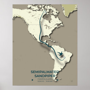 Semipalmated Sandpiper Migration Map – Minimalist Poster