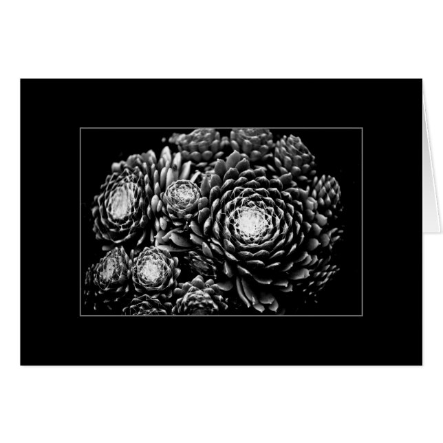 Sempervivum (Front Horizontal)