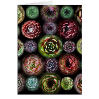 Sempervivum Card