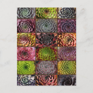 Sempervivum - Houseleek - Hauswurz - Collage Postcard