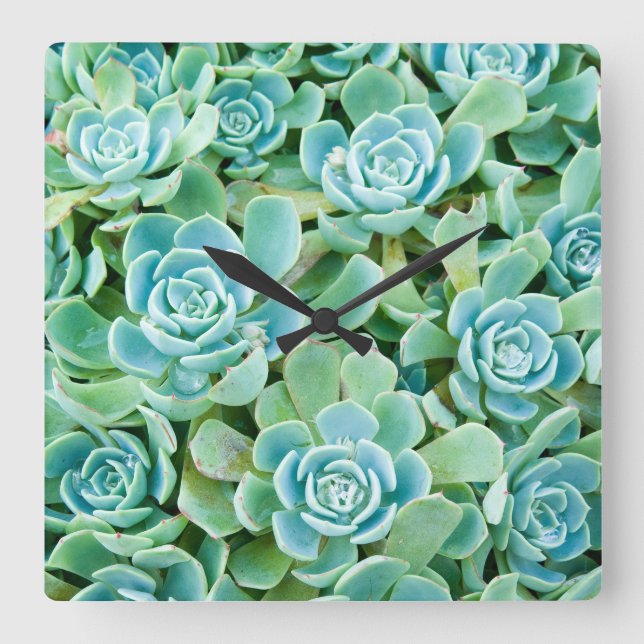 Sempervivum Square Wall Clock (Front)