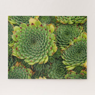 Sempervivum Succulent Jigsaw Puzzle