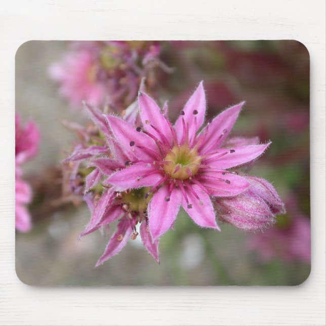 Sempervivum tectorum mouse pad (Front)