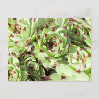 Sempervivums Postcard