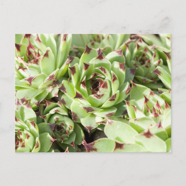 Sempervivums Postcard (Front)