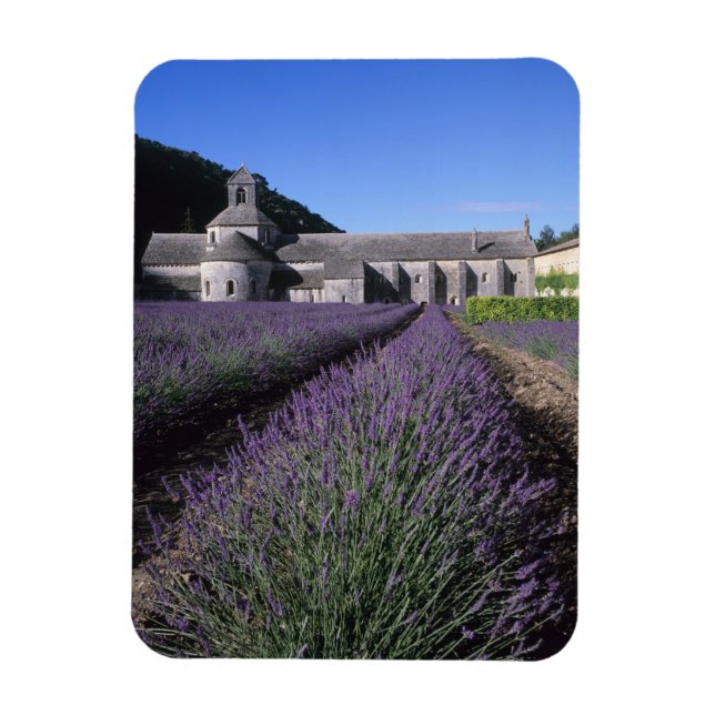 Senanque Abbey, Gordes, Vaucluse, Provence, Magnet (Vertical)