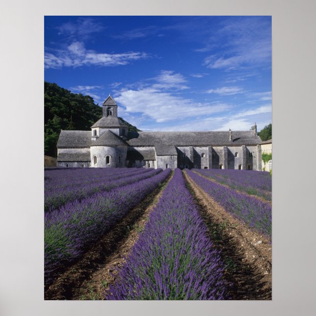 Senanque Abbey, Gordes, Vaucluse, Provence, Poster (Front)