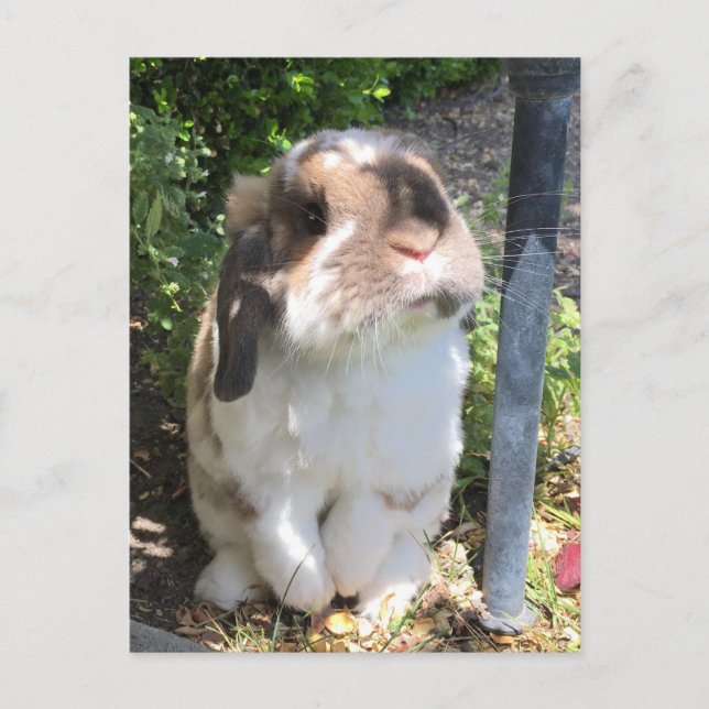 Send someone some furriness with this little guy! announcement postcard (Front)