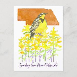 Sending Love Nebraska Meadowlark Goldenrod Flowers Postcard