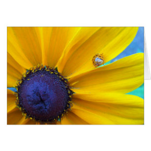 Sending you some sunshine