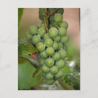 Seneca Grapes Postcard
