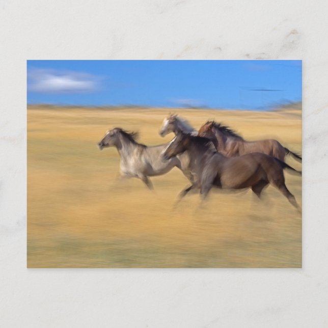 Seneca, Oregon, USA Postcard (Front)