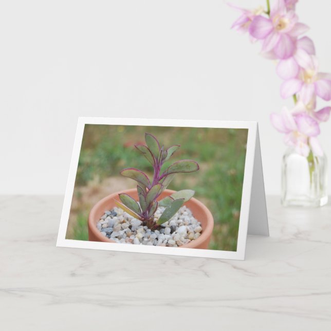 Senecio Crassissimus, Succulent Plant Card (Orchid)