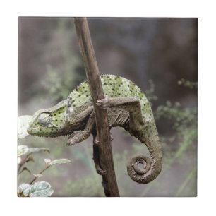 Senegal chameleon, Chamaeleo senegalensis Tile