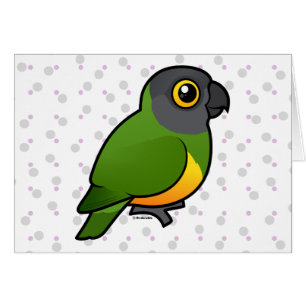 Senegal Parrot