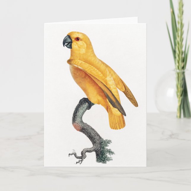 Senegal Parrot Card (Front)