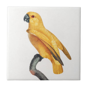 Senegal Parrot Ceramic Tile