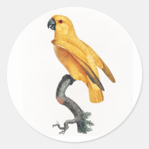 Senegal Parrot Classic Round Sticker