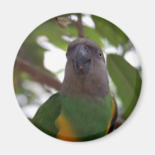 Senegal Parrot Magnet