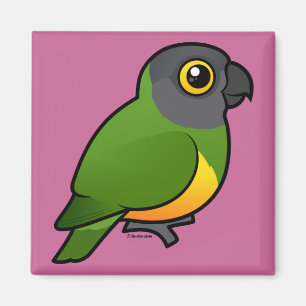 Senegal Parrot Magnet