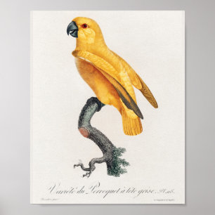 Senegal Parrot Poster