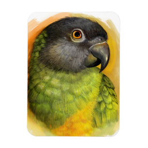 Senegal parrot realistic painting magnet
