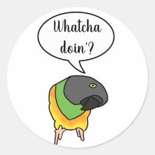 Senegal Parrot Sticker
