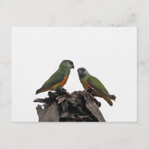 Senegal Parrots Postcard
