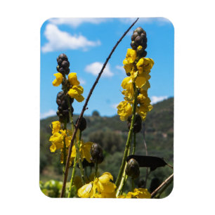 Senna / Cassia Summer Yellow Flowers Magnet