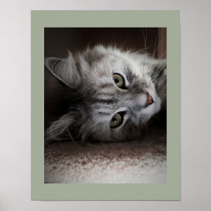 Sensational Siberian Cat Poster