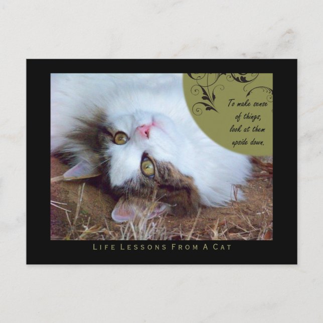 Sense Life Lessons From A Cat Postcard (Front)