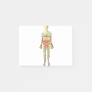 Sensory Dermatomes Neurology Post-it Notes