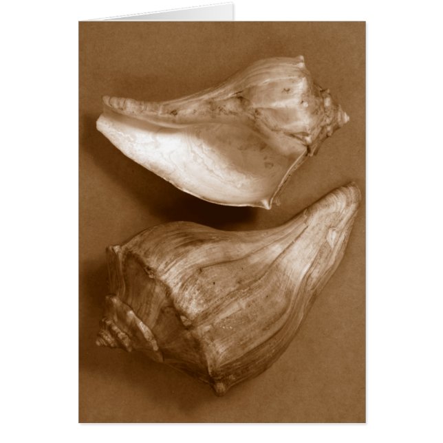 Sensual Shells (Front)